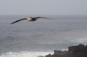 065 Waved albatross 02